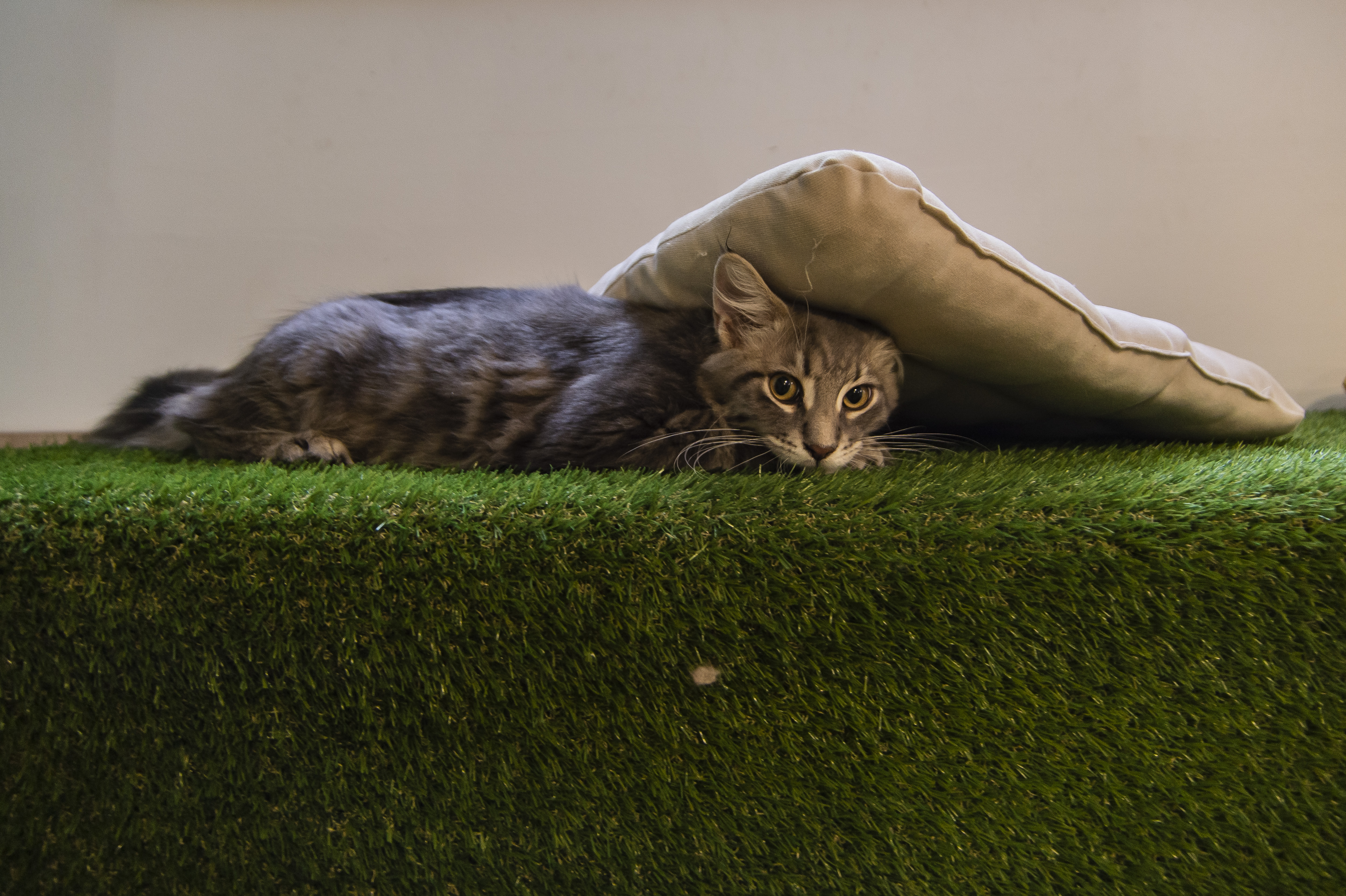 Puha tappancsok, megnyugtató dorombolás, 100% cicaság – A Cat Museum Budapestben jártunk