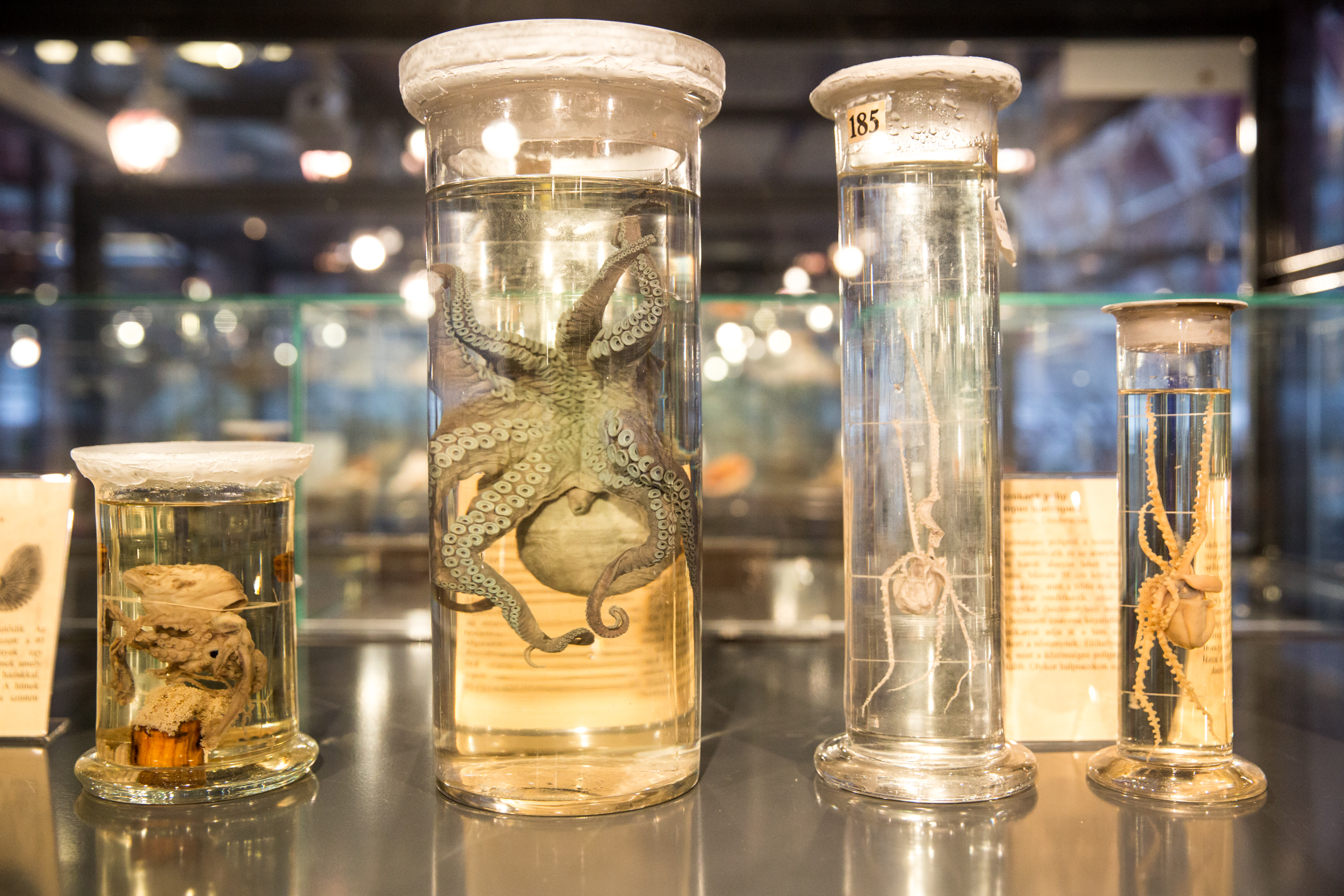 Az élet több millió éves nyomait őrizve – az ELTE TTK Biológiai és Paleontológiai Gyűjteményében jártunk