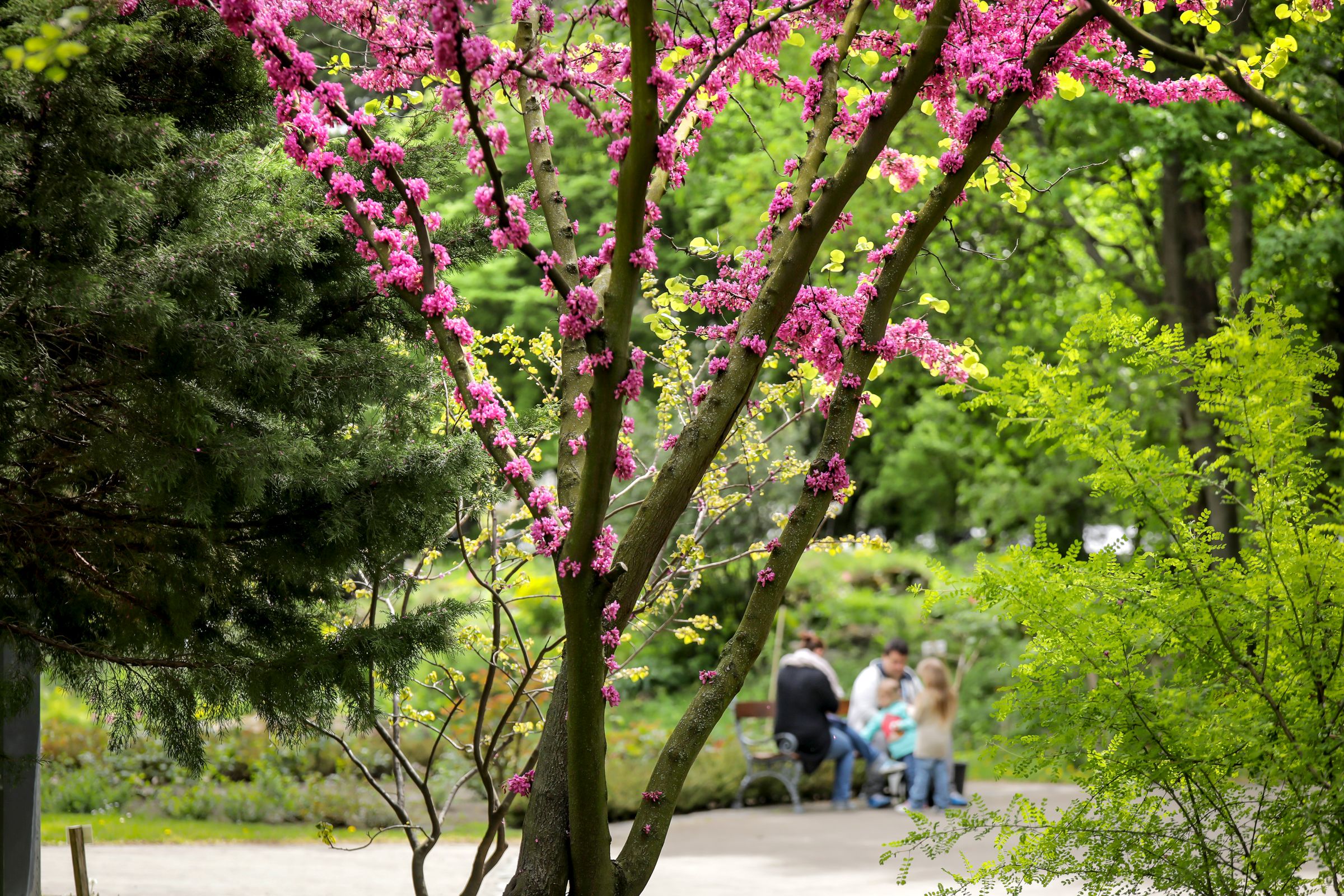 Képgaléria: ismét sétálhatunk kedvenc botanikus kertünkben, a virágzó Füvészkertben 