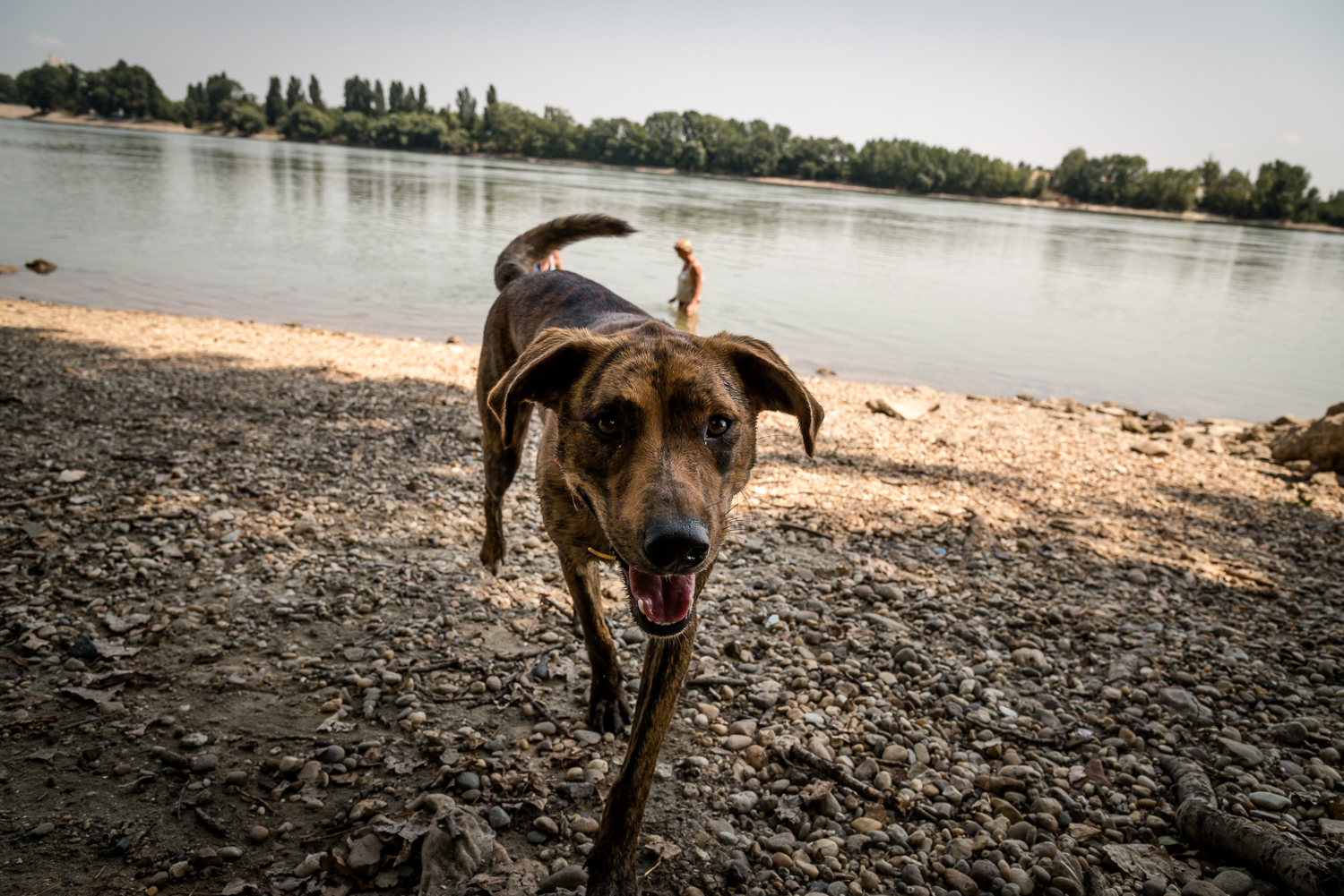 Budapesti kutyavilág: ivócsap és önkiszolgáló kutyamosó
