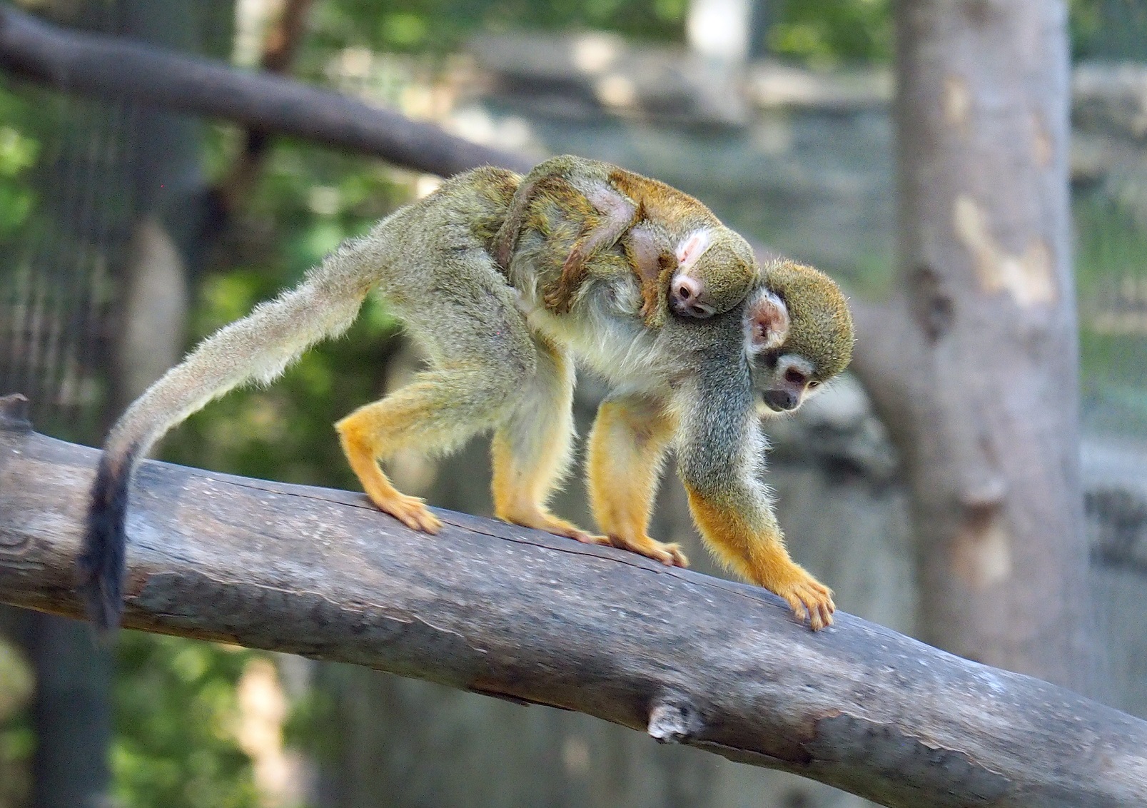 Folytatódik a baby boom az Állatkertben: mókusmajom született!