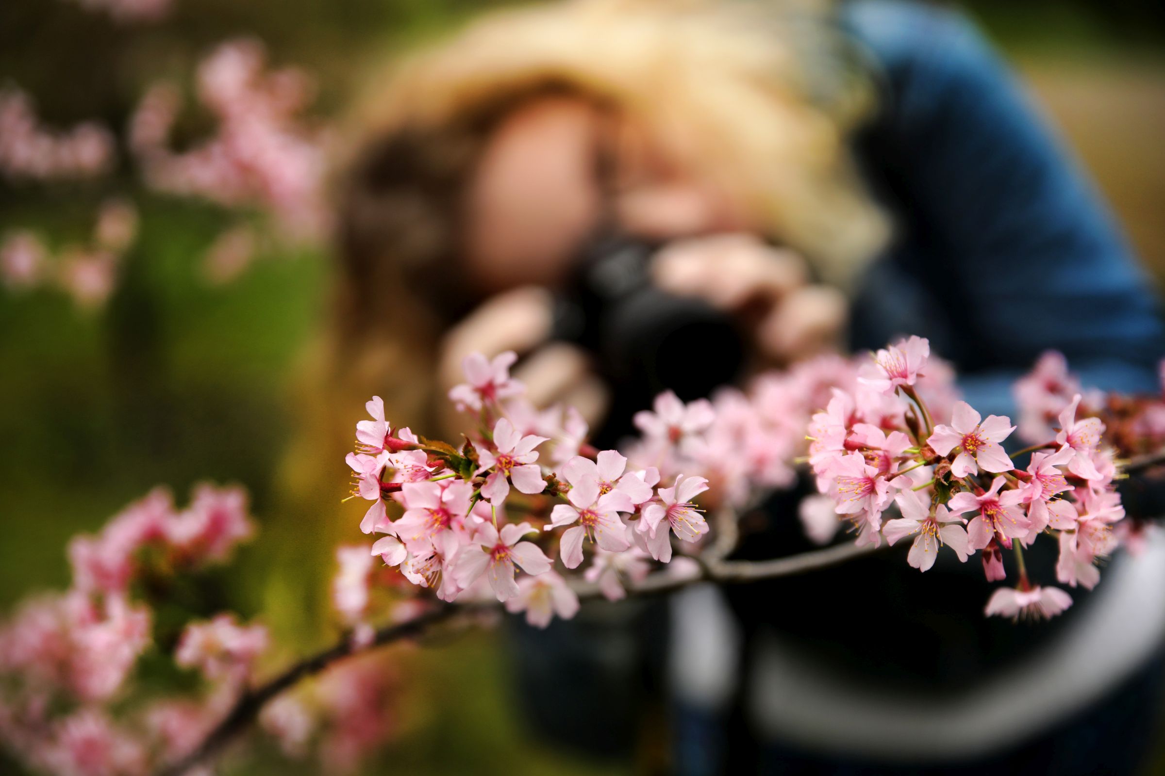 Egy hétvége alatt tavasz lett – a füvészkerti Sakura ünnep Szabó Gábor fotóin