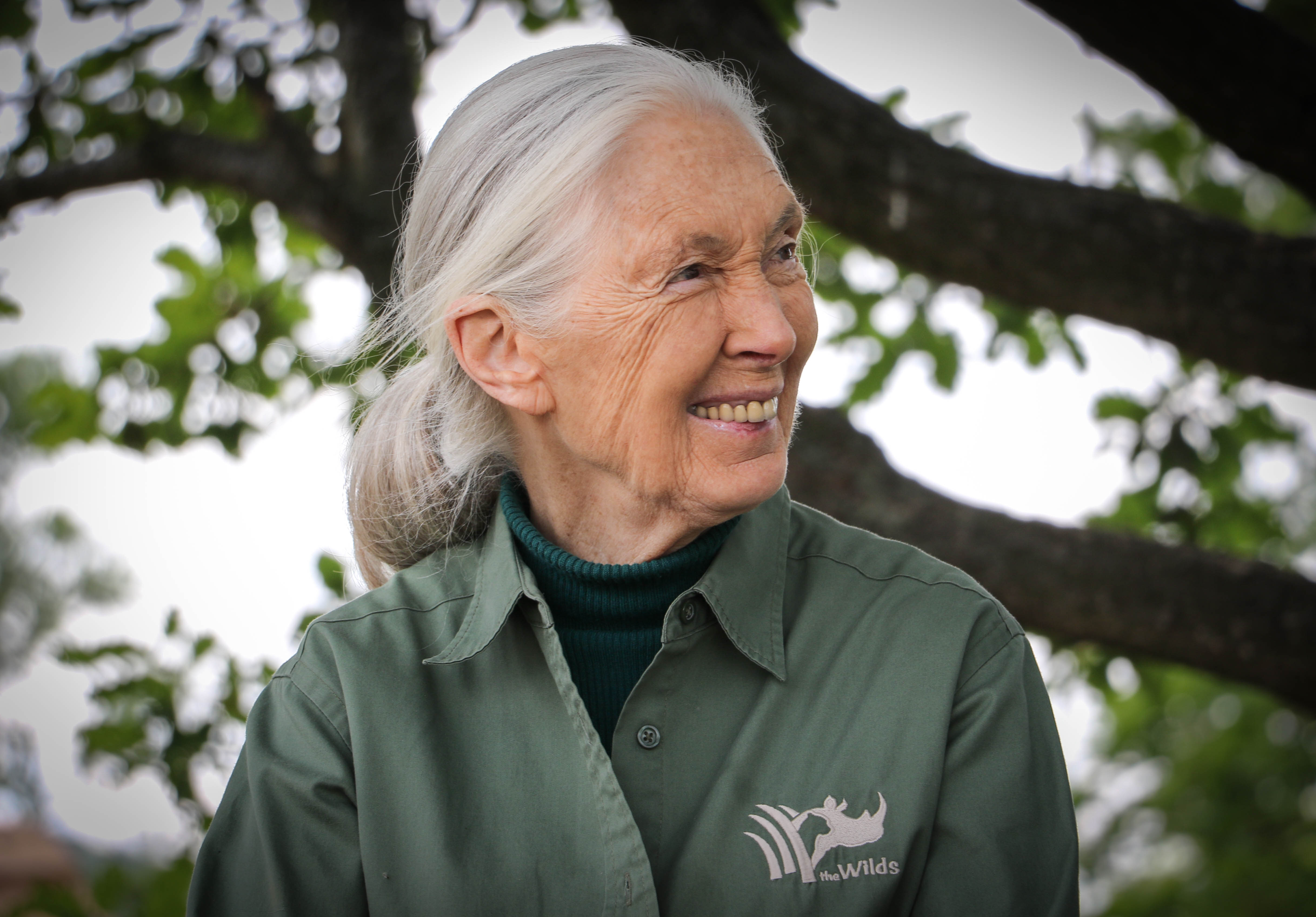 4 év után ismét Budapestre érkezik a világhírű főemlőskutató, Jane Goodall