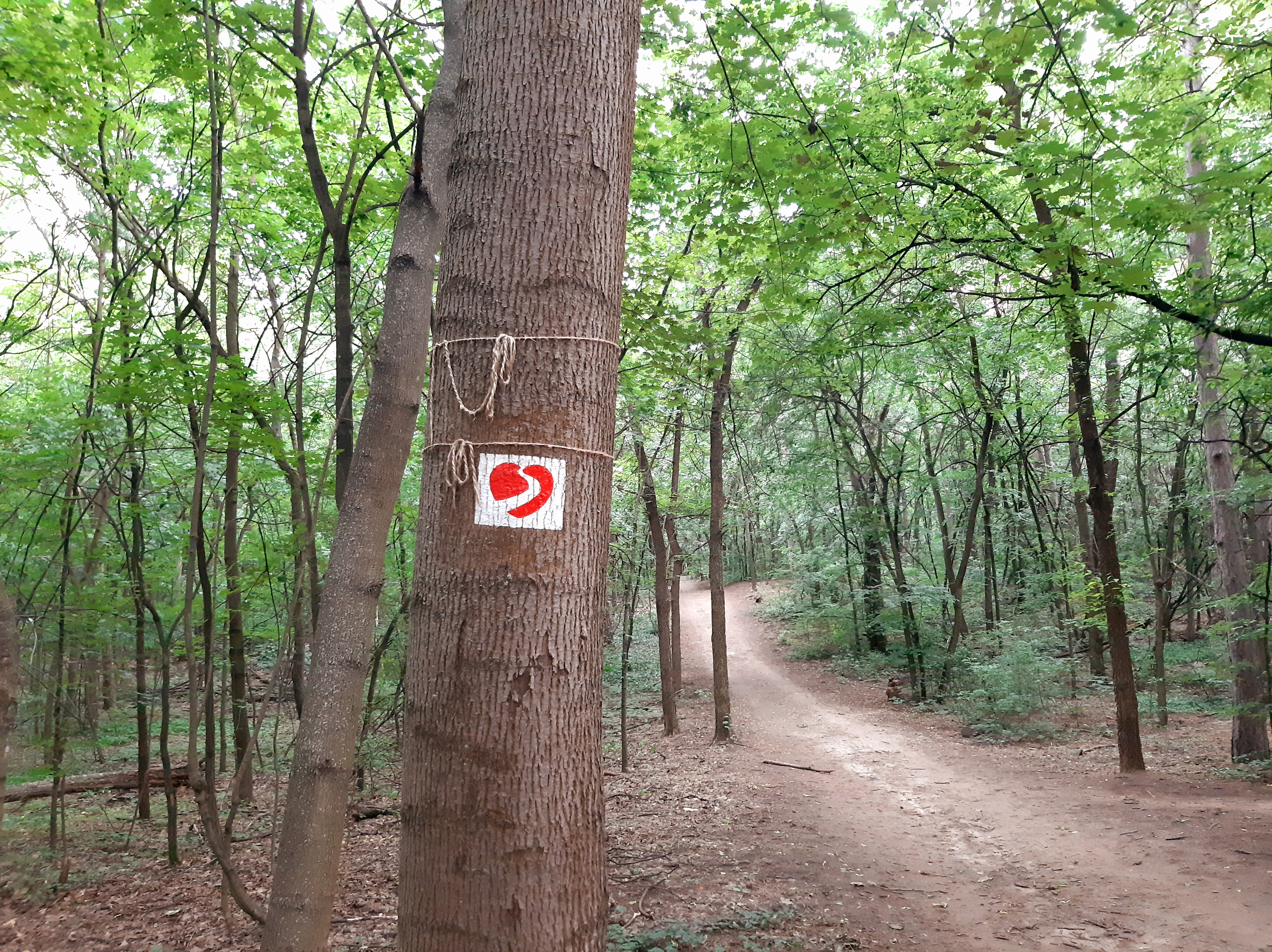 Erdő a panelrengetegben – az újpesti Farkas-erdő, a futók és a kutyások paradicsoma