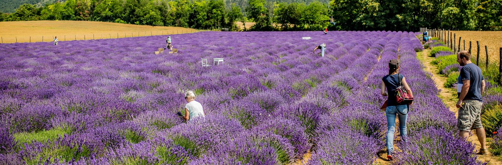 6 best places near Budapest to pick lavender 