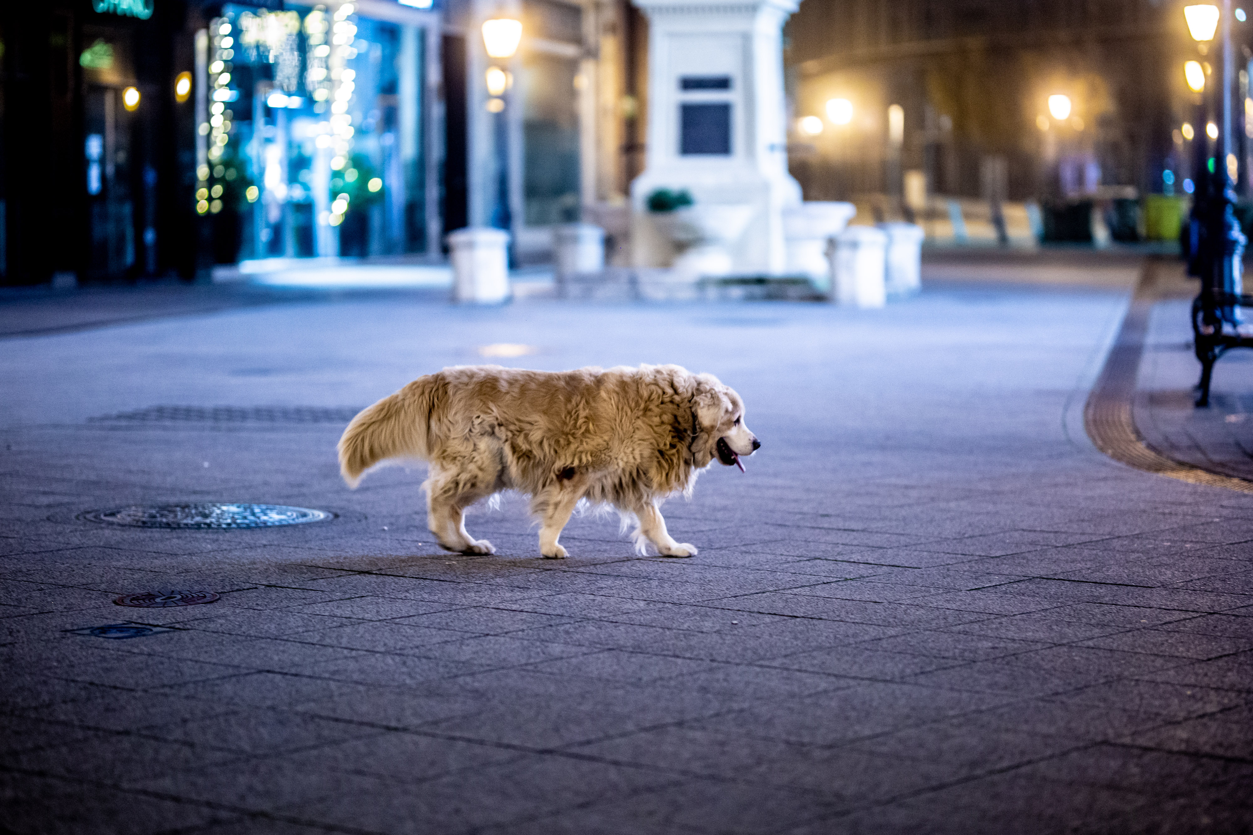 Fotókon az esti budapesti kutyasétáltatás diszkrét bája – Képgaléria