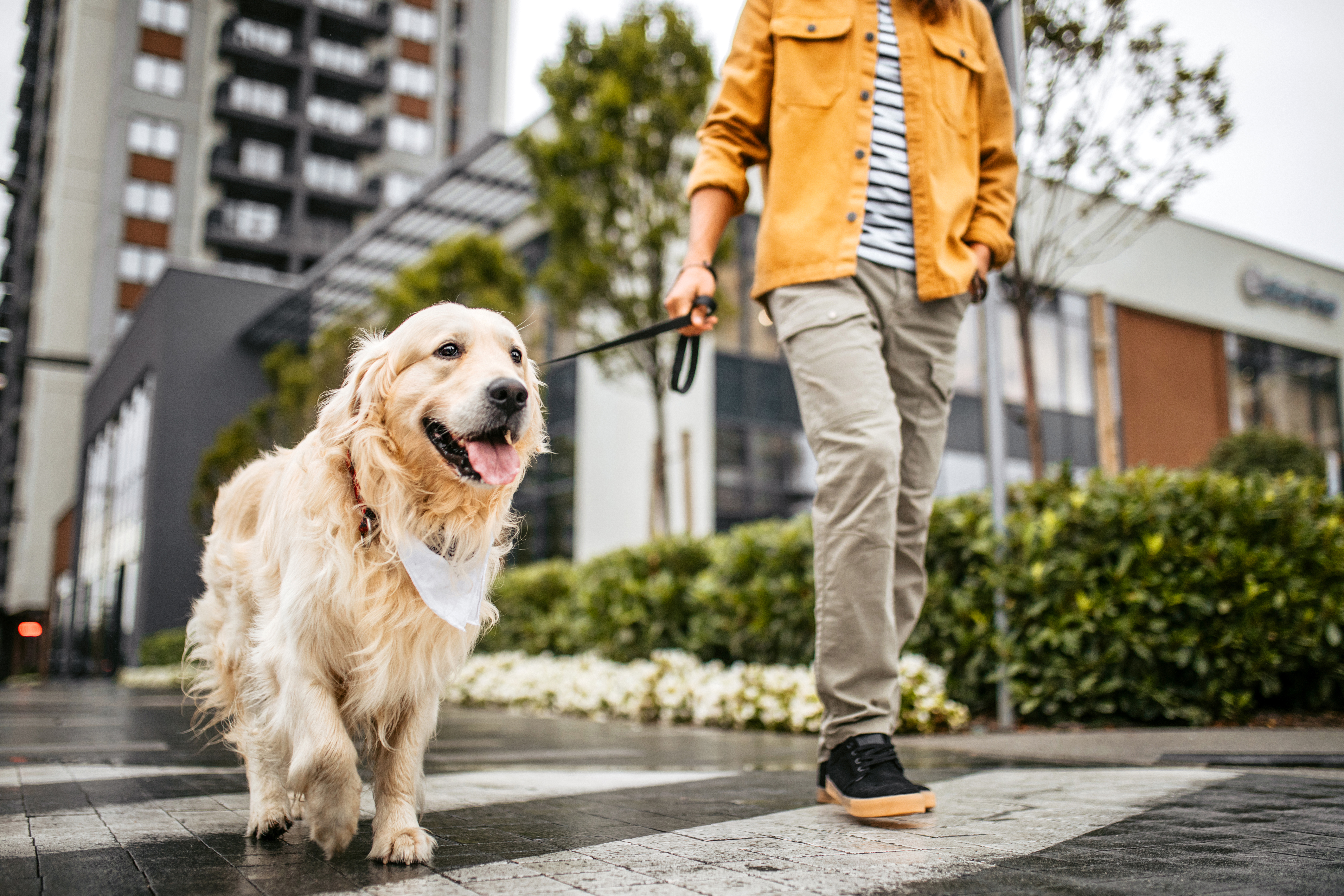 Kutyával a fővárosban – Így szoktassuk hozzá kedvencünket a városi életmódhoz