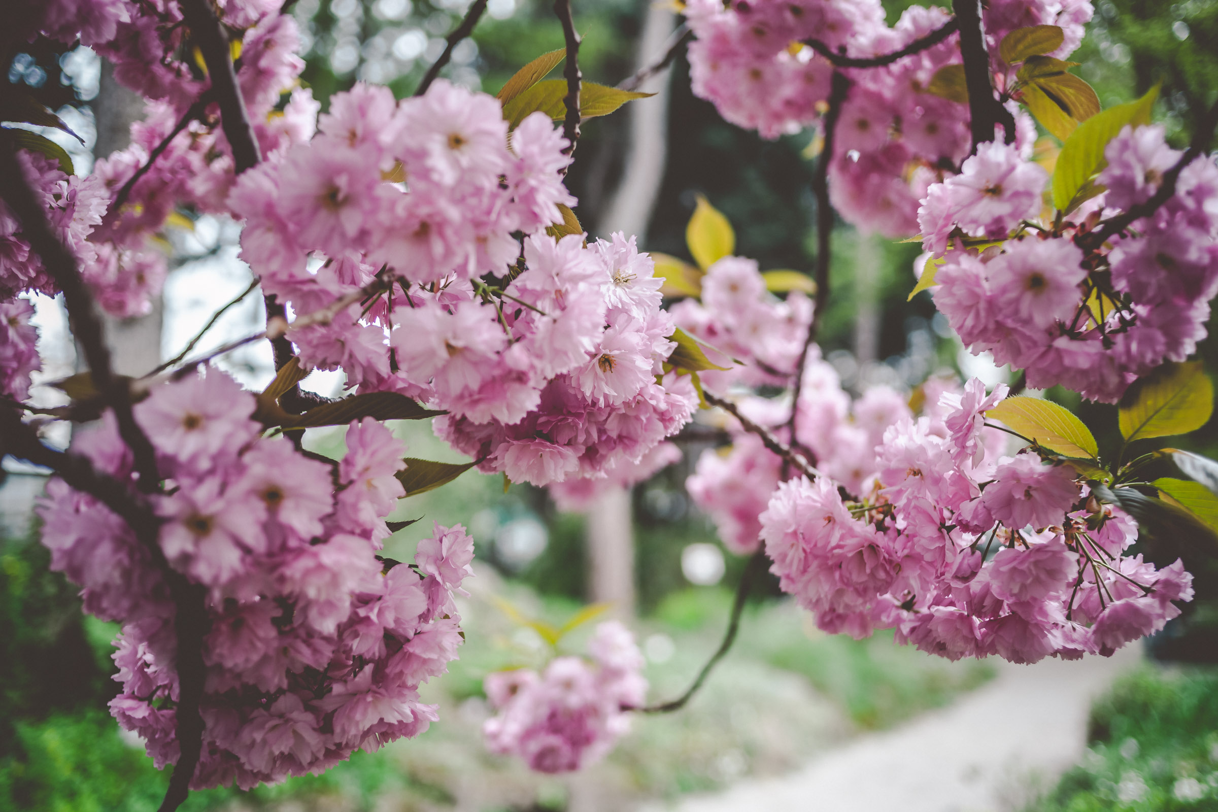 Már virágoznak a cseresznyefák – idén is lesz Sakura ünnep a Füvészkertben