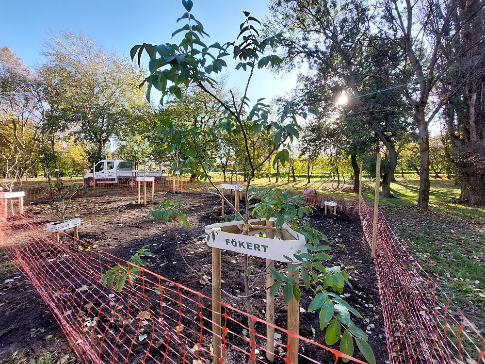 Gyümölcsöskertet alakított ki a Főkert, a városlakók szüretelhetik majd le a termést
