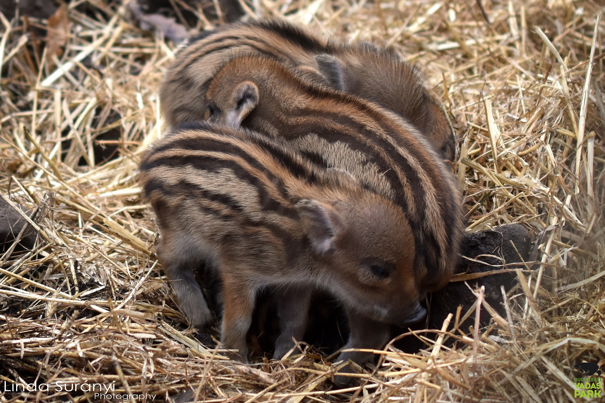 8 csíkos kis vadmalac született a Budakeszi Vadasparkban