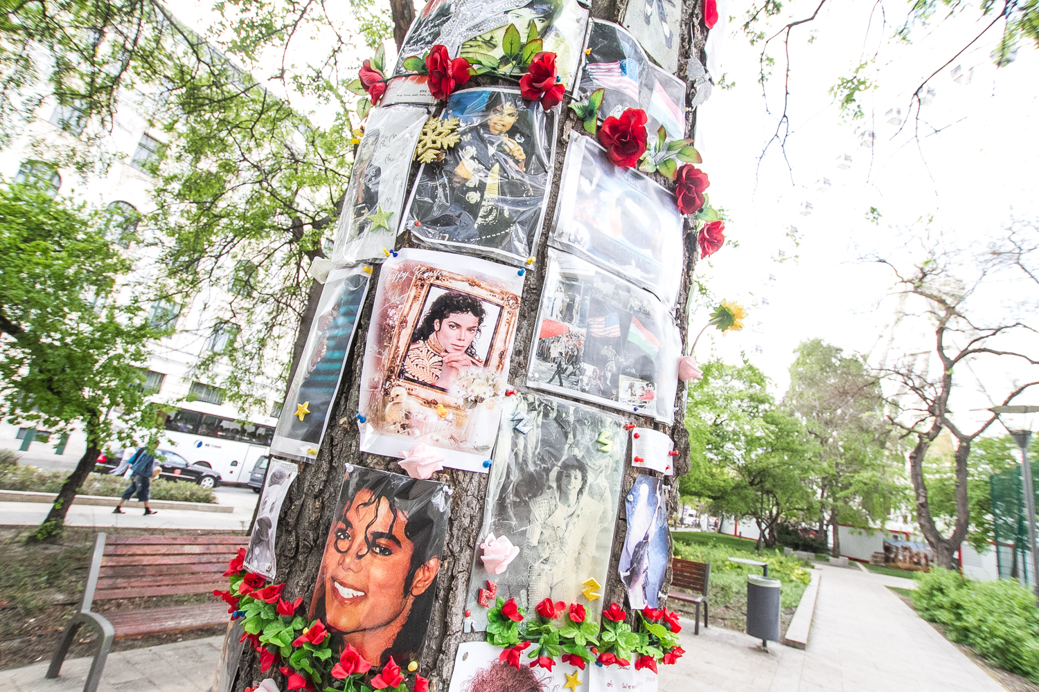 Spontán megemlékezésből látványosság: a Michael Jackson-emlékfa története