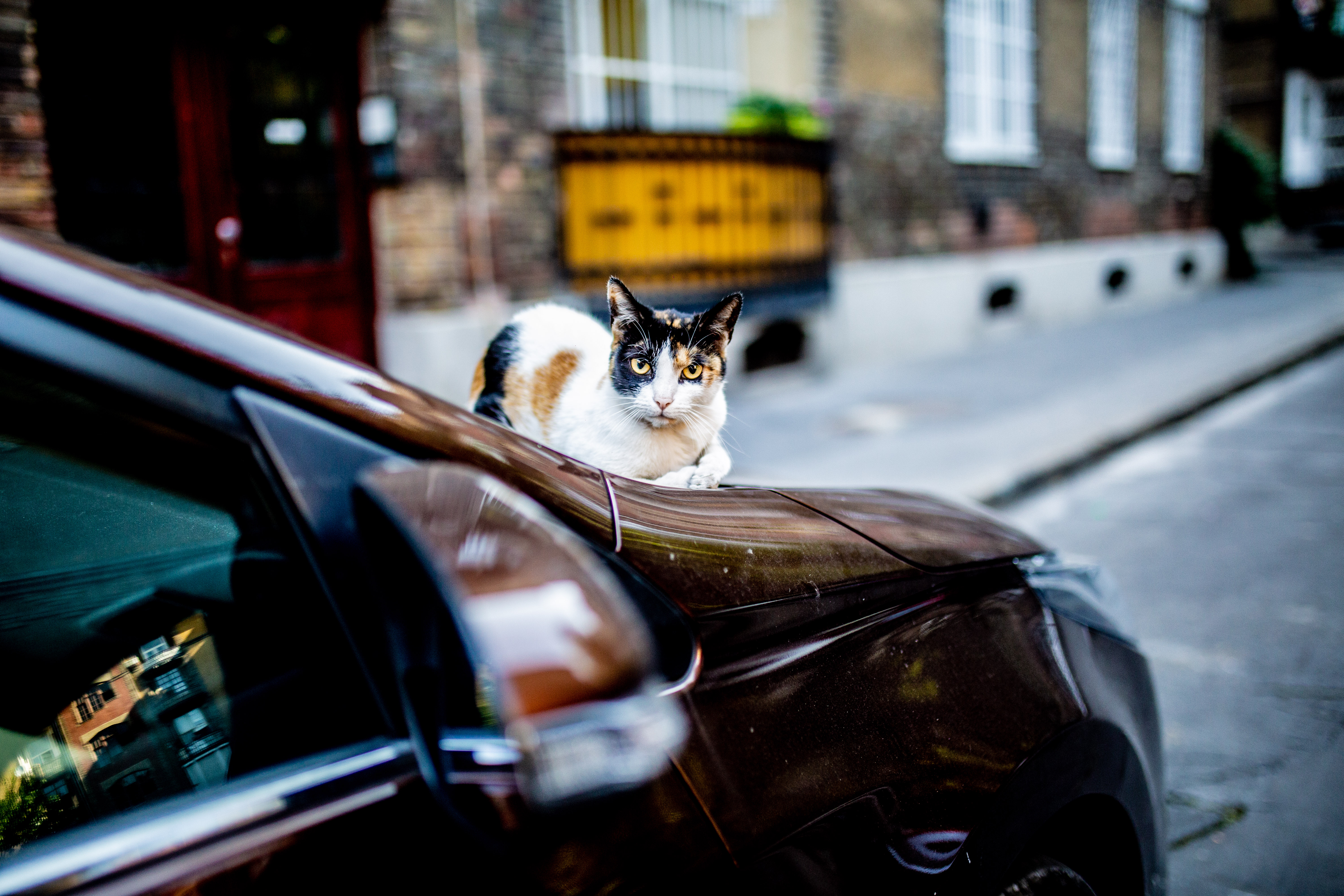 Ma van a macskák világnapja – Cicás képeinkből válogattunk