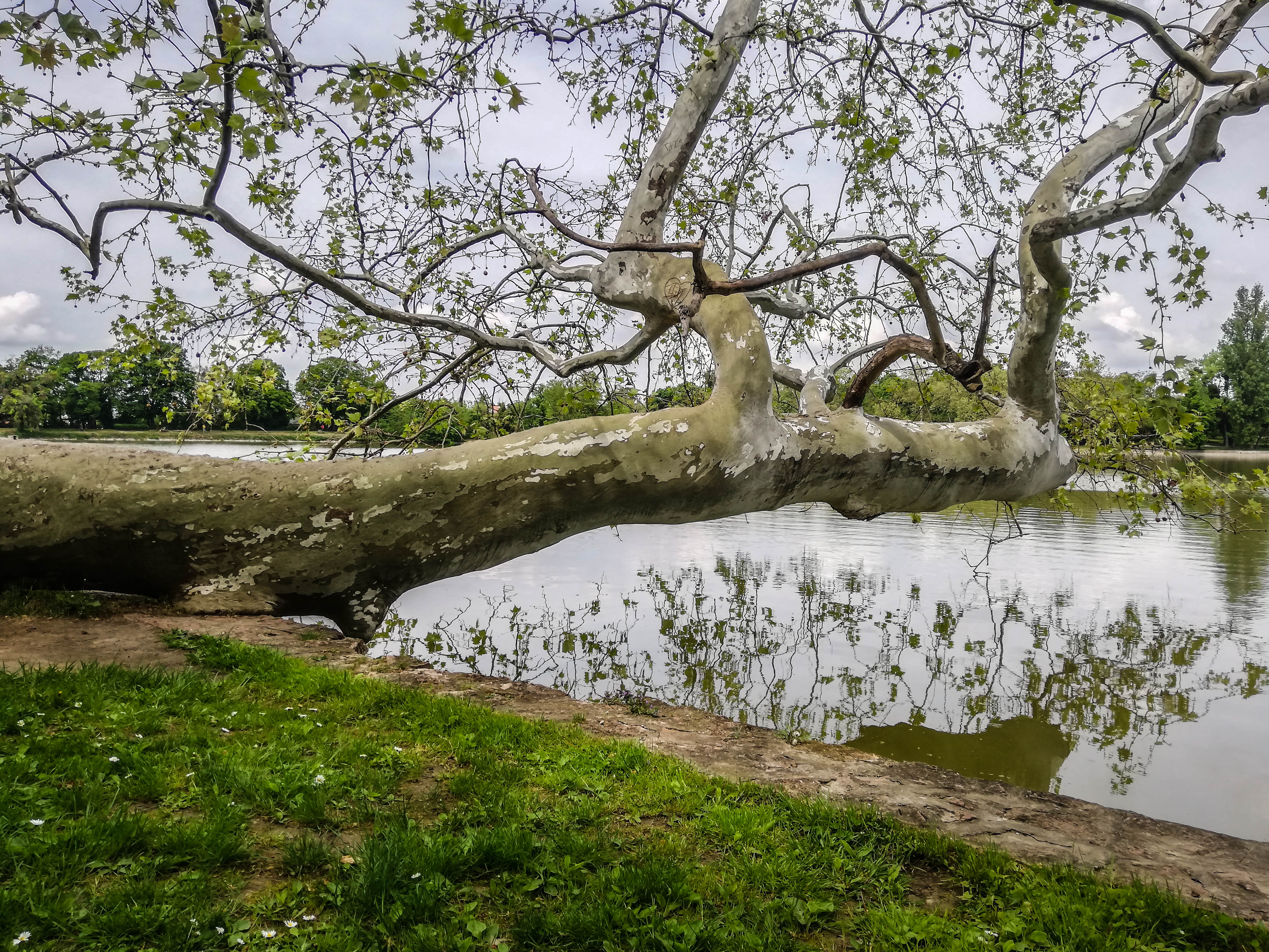 Különleges, fekvő platán az Év Fája – A „világ leghiúbb fája” 250 éve szemléli tükörképét egy tóban, Tatán