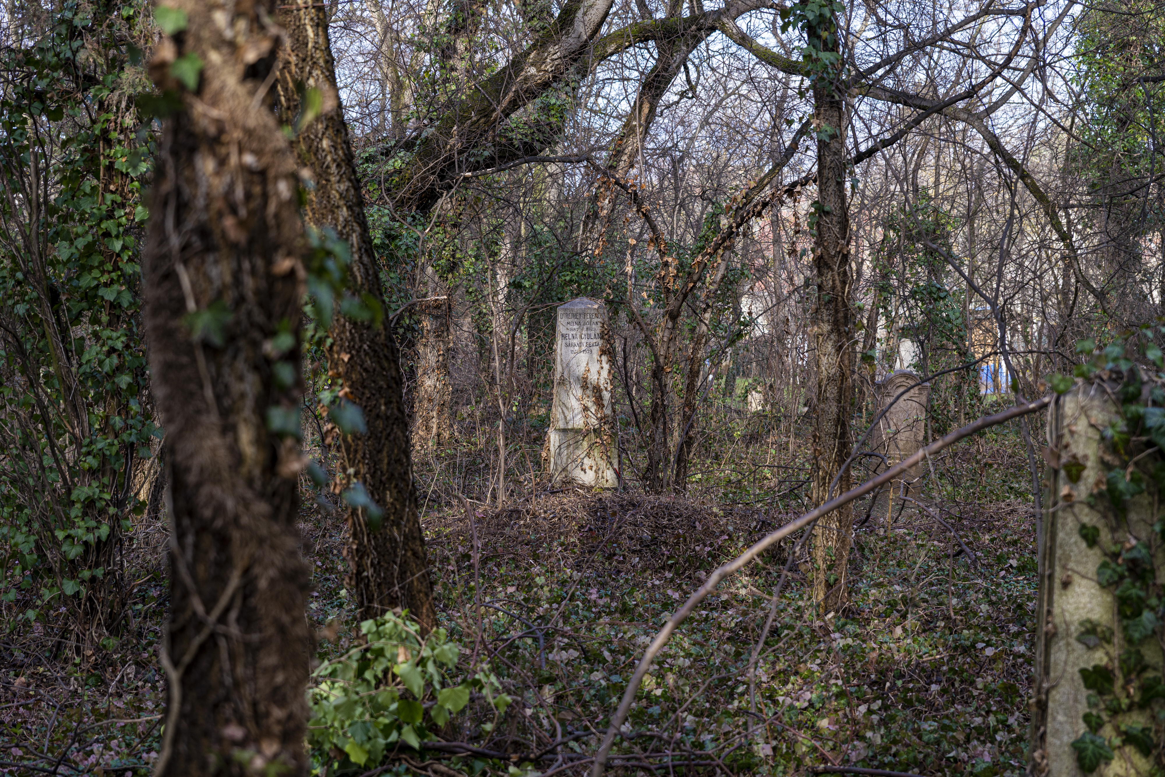 Ahol Petőfi rokonai és a cinkotai asszonyirtó áldozatai is nyugszanak – Az elhagyott cinkotai öreg temető