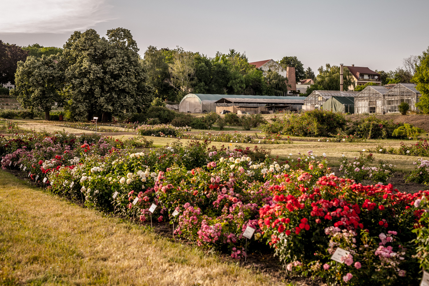 Itt a rózsavirágzás ideje – 7+1 park és kert, ahol a legszebb példányok nyílnak