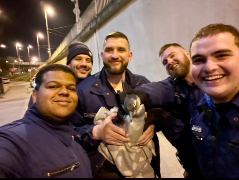 Sanyika, a szökevény pingvin a budapesti éjszakában totyogott 