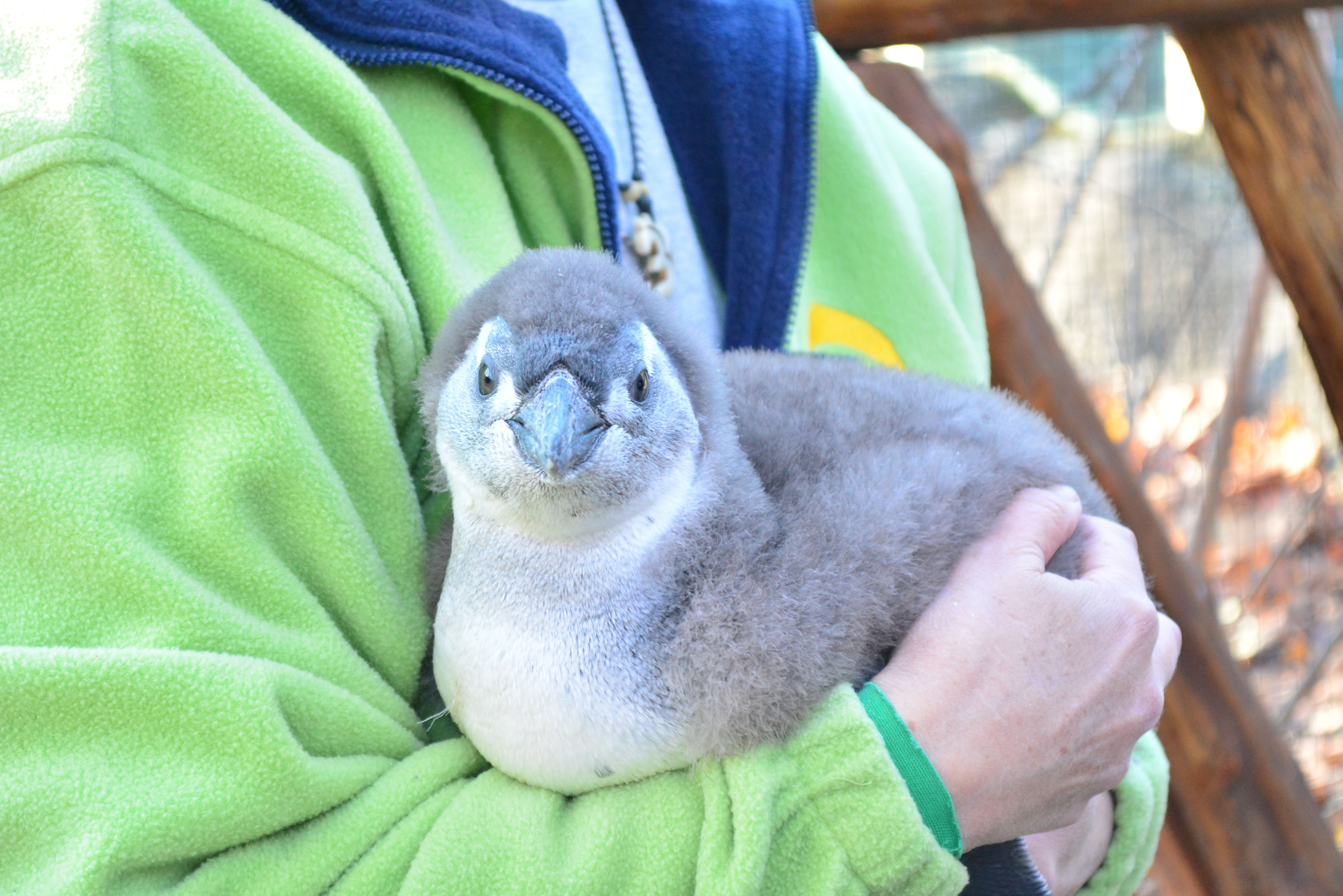 Megszületett Rosie, az Állatkert jubileumi pingvinfiókája