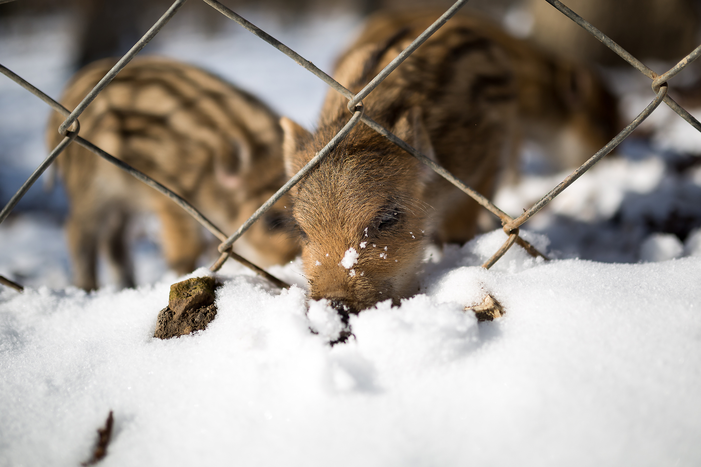 A természet alszik, az állatok korántsem – így fest a Budakeszi Vadaspark télen