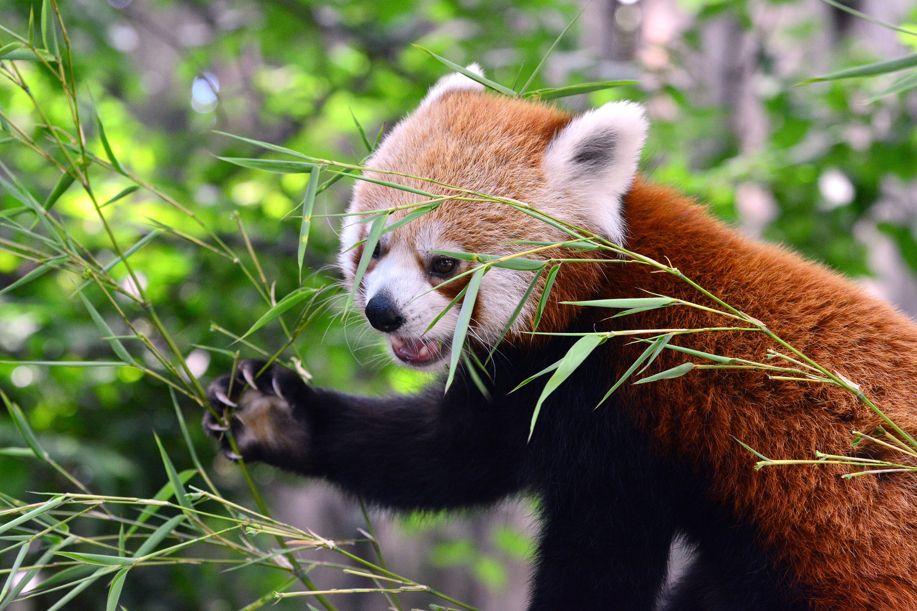 Párt kapott az Állatkert pandanősténye, kinyitott a Lepkekert is