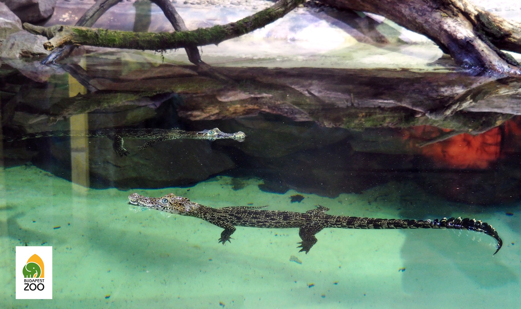 Kritikusan veszélyeztetett, ritka krokodilok az Állatkert új lakói