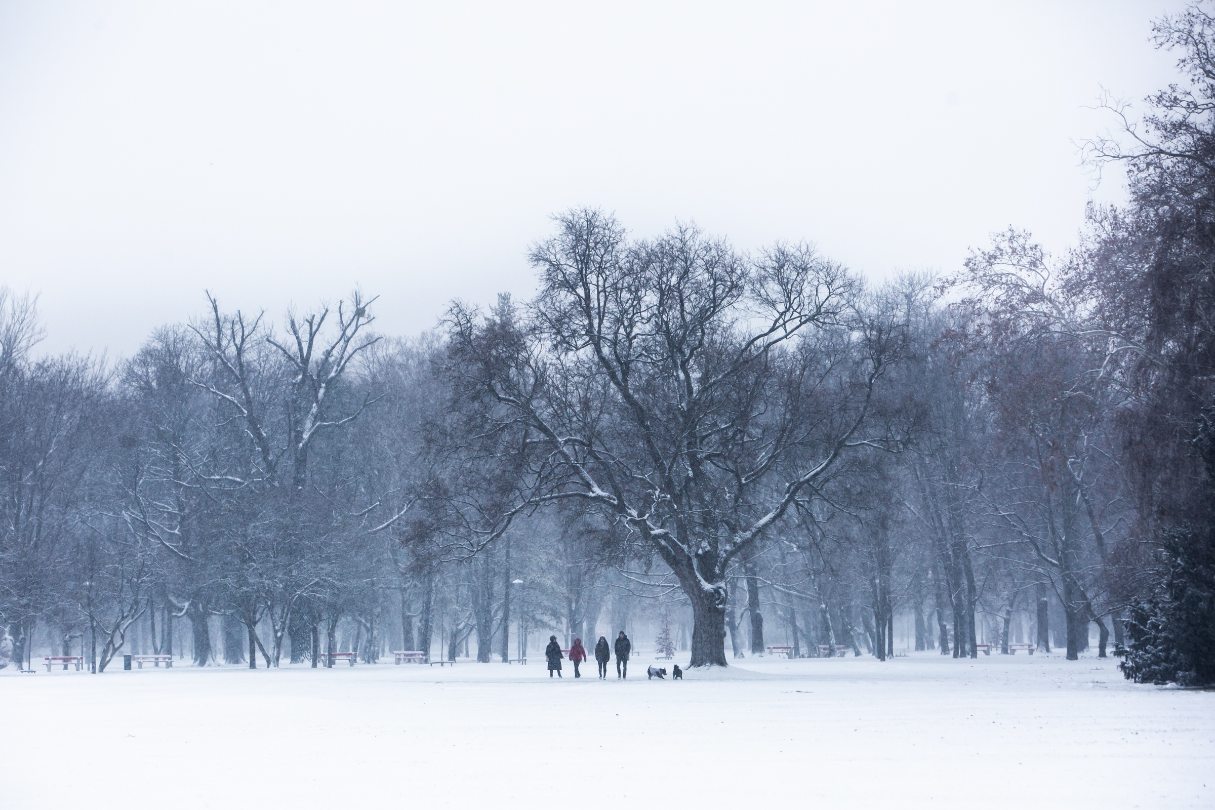Egybefüggő fehérség a városon – ilyen az év első nagy havazása fotókon
