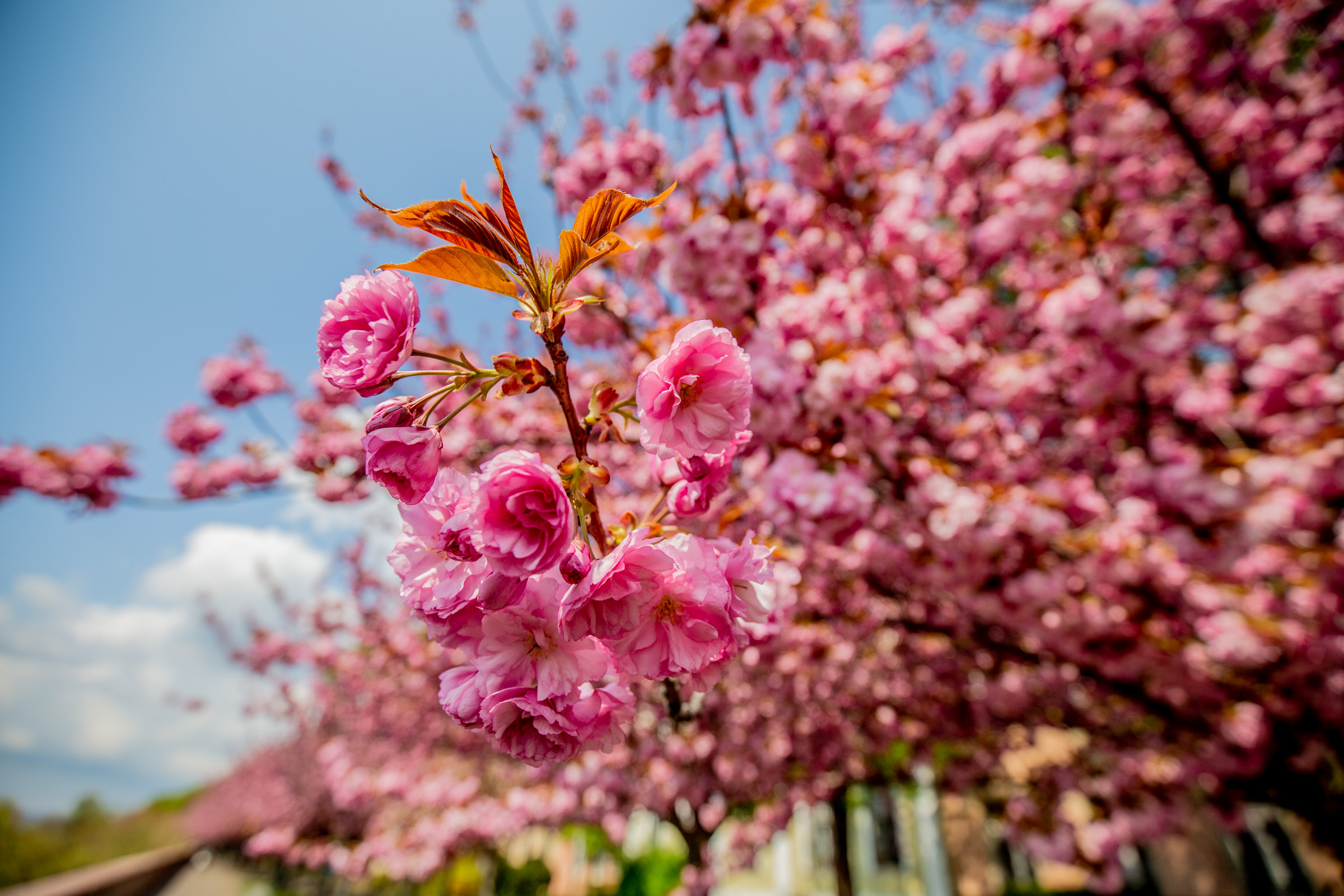 Most érdemes gyönyörködni a Tóth Árpád sétány virágzó cseresznyefáiban