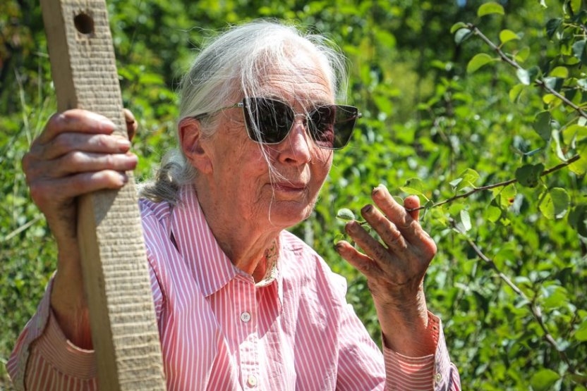 Jane Goodall fákat ültetett a Sas-hegyen
