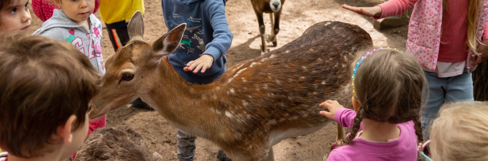10 best petting zoos, wildlife parks and interactive farms in and around Budapest