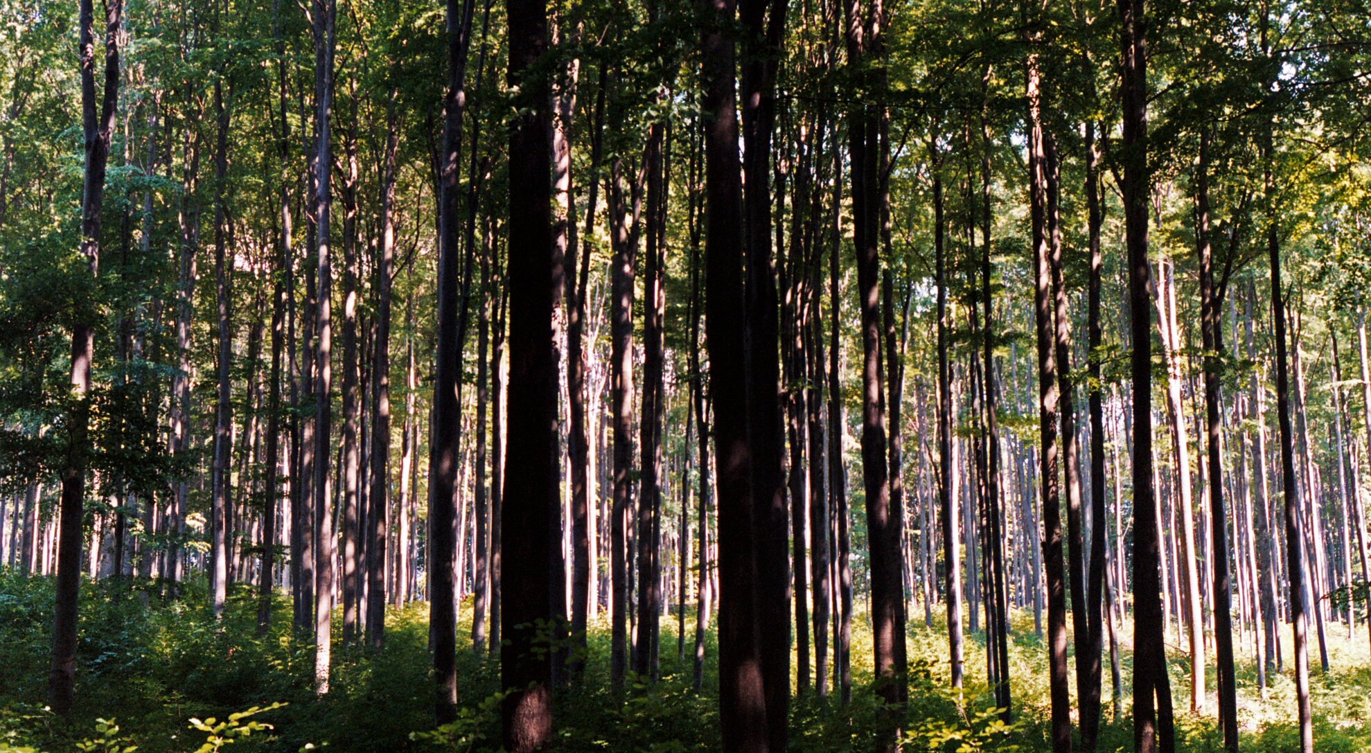 Gulyás Dóra: Kilátó állomás – Erdők