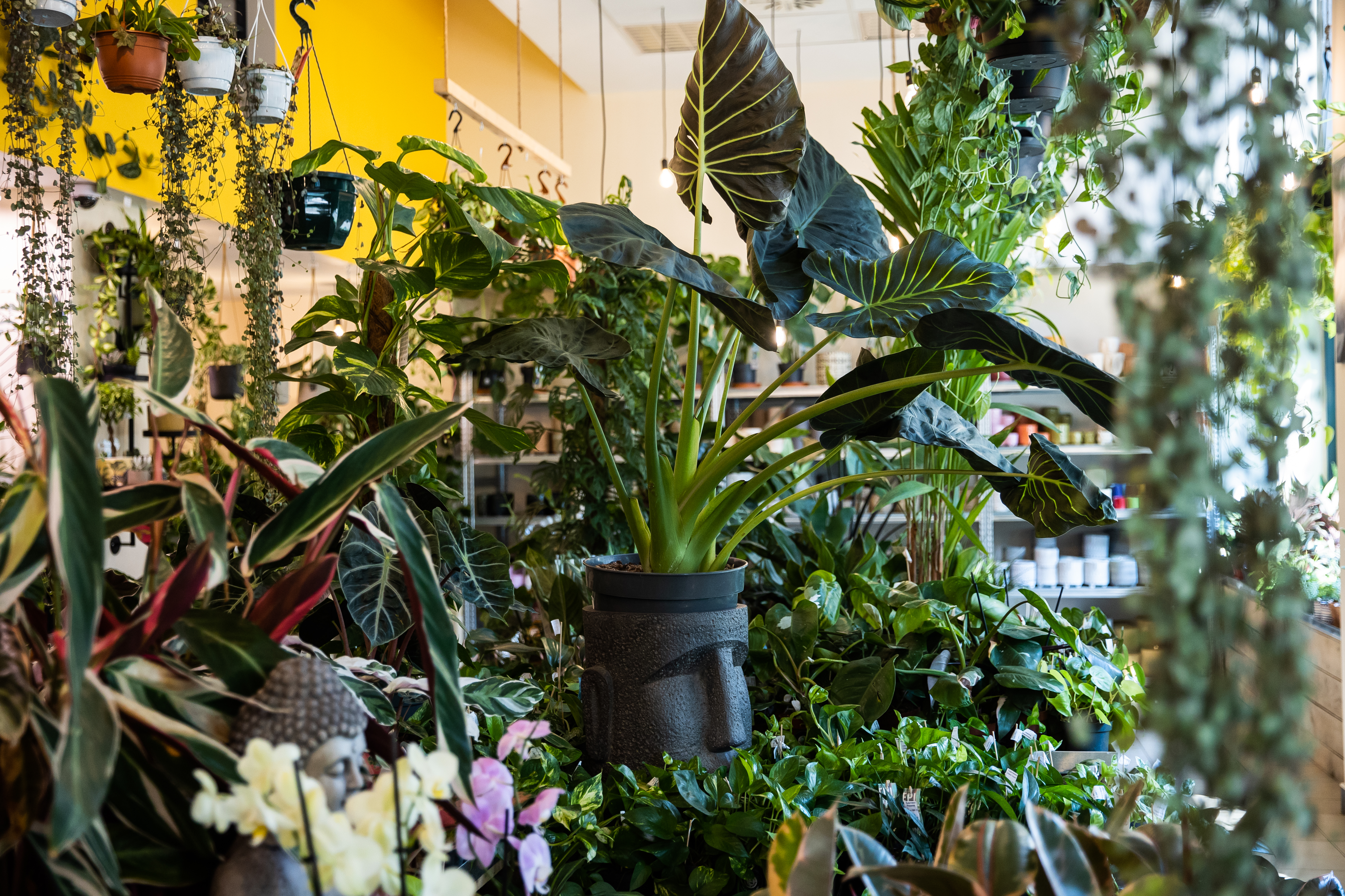 Virágok jó áron és dzsungelhangulat Budapest legnagyobb szobanövényüzletében – A Moai Jungle-ben jártunk