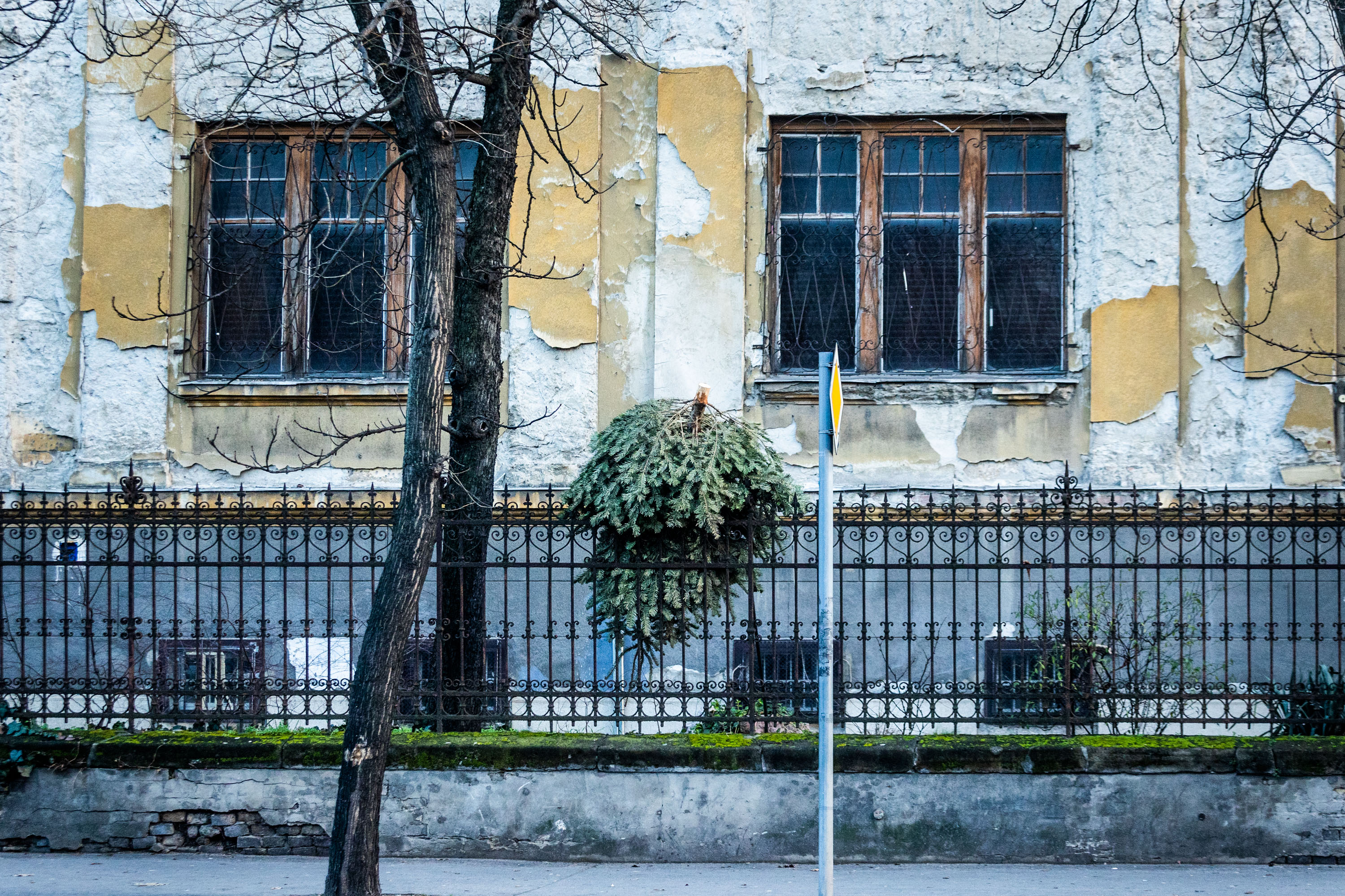 Így hevernek a kidobott karácsonyfák Budapest utcáin – Képgaléria