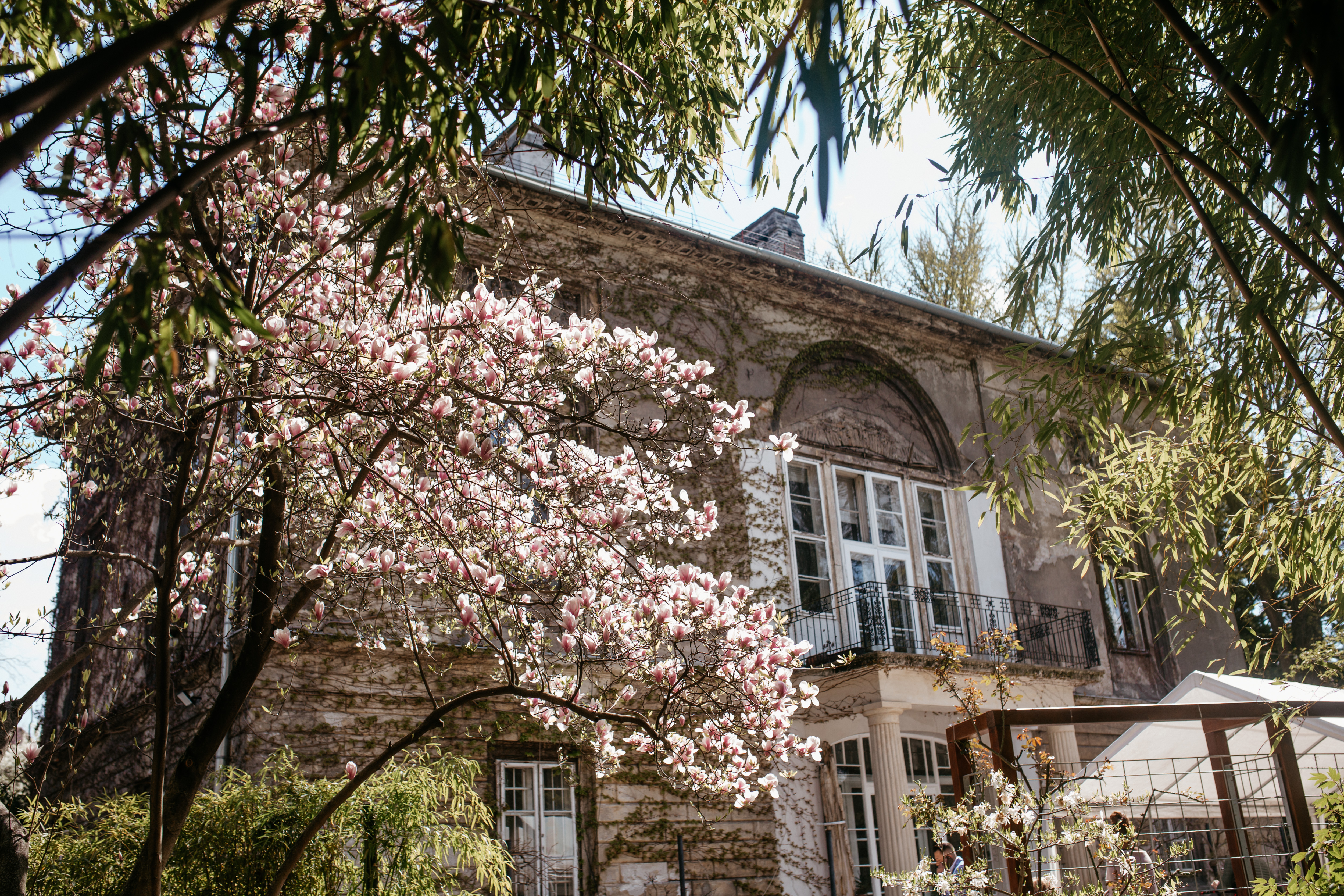 Fotókon örökítettük meg a szemet gyönyörködtető cseresznyefa-virágzást a Füvészkertben