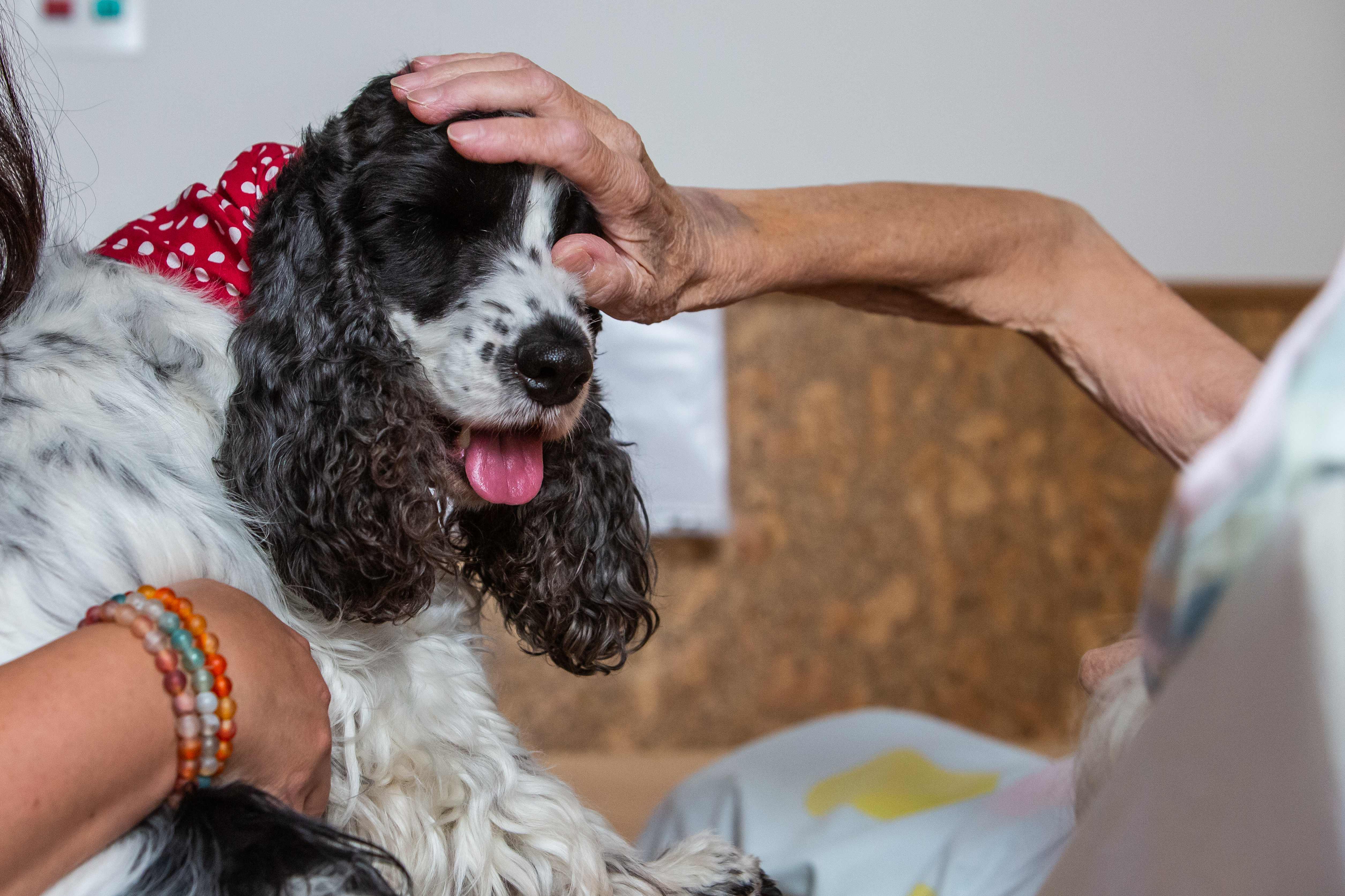 Gyógyító mancsok, vigasztaló nedves orrok – Maya, Frida és Freya, a hospice-terápiás kutyák